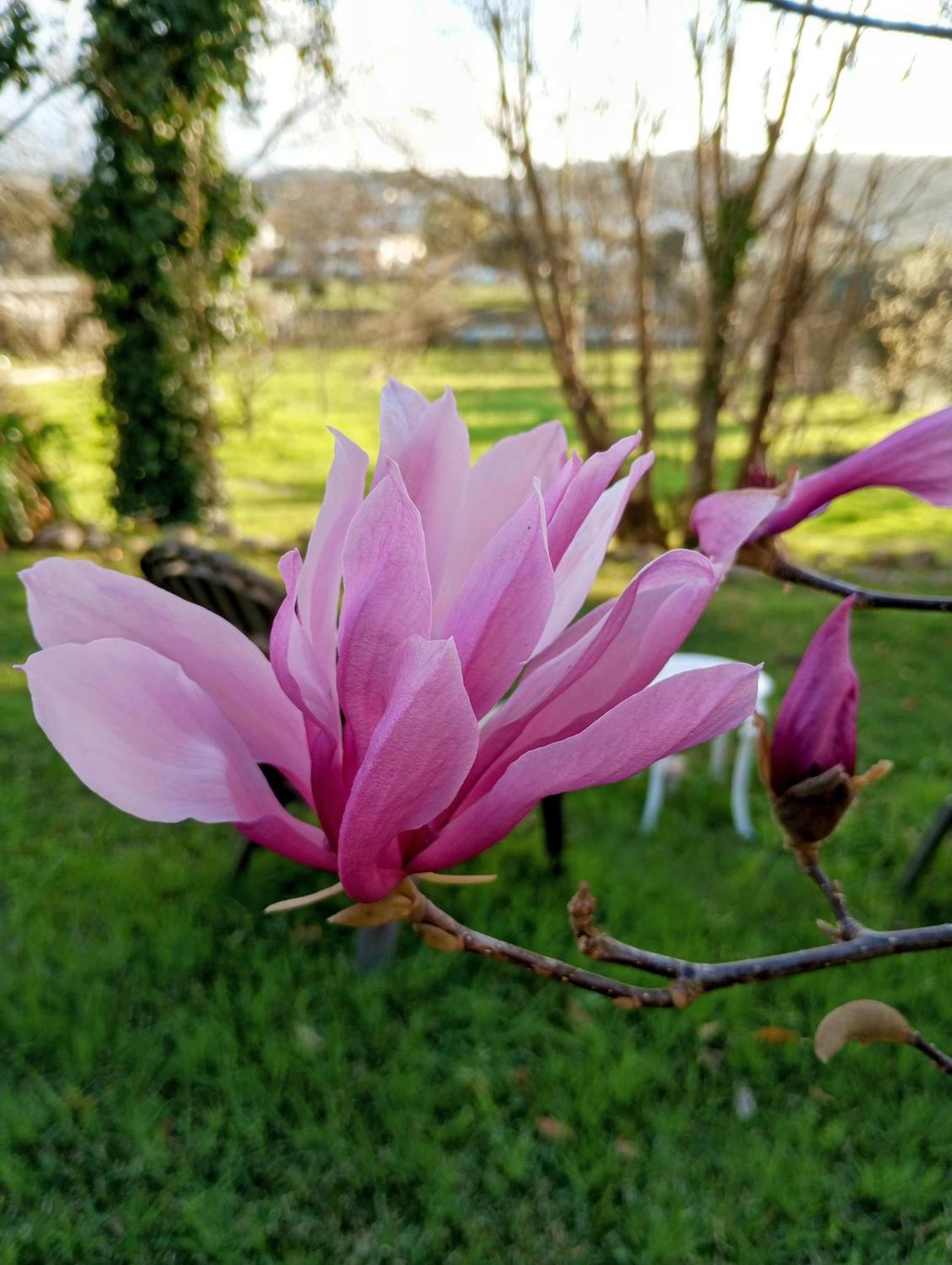 Magnolias Cottage Lousã Exterior foto